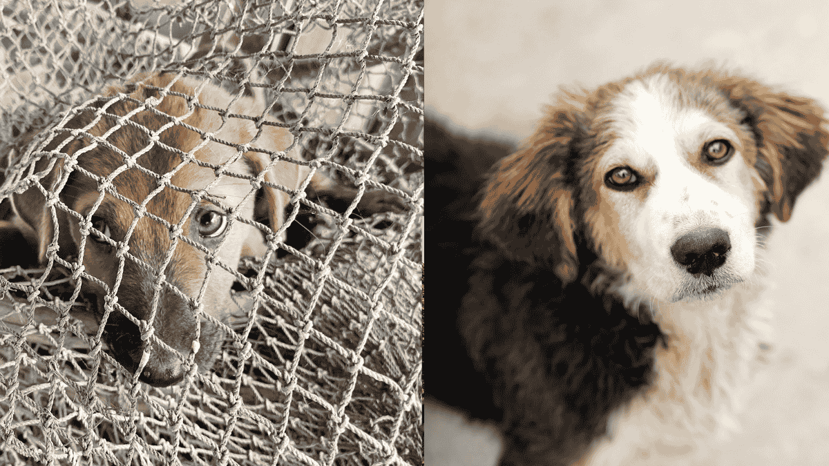 Stray dog behind a net, highlighting vulnerability and need for compassion in urban Delhi.