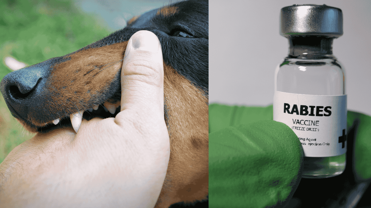 Dog gently biting a human hand, highlighting the importance of rabies prevention and safe interaction.