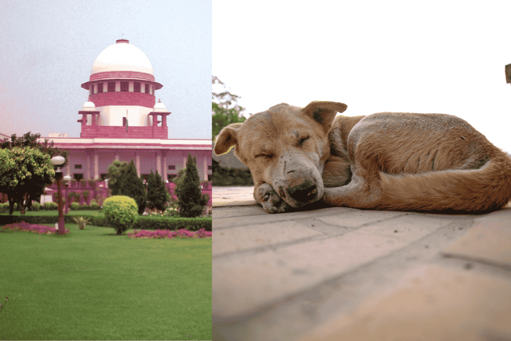 Supreme Court Order on Stray Dogs In Delhi