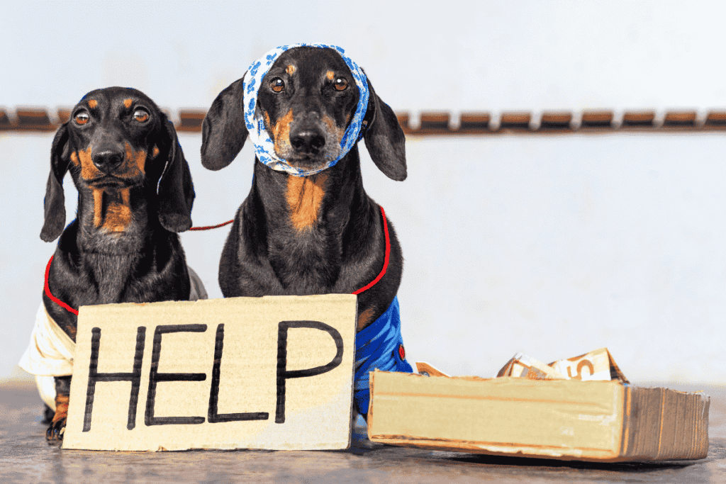 Supreme Court Order on Stray Dogs In Delhi