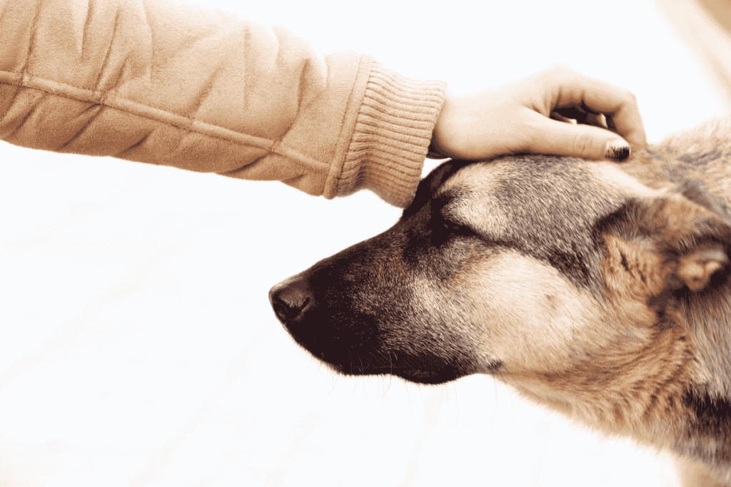 Supreme Court Order on Stray Dogs In Delhi